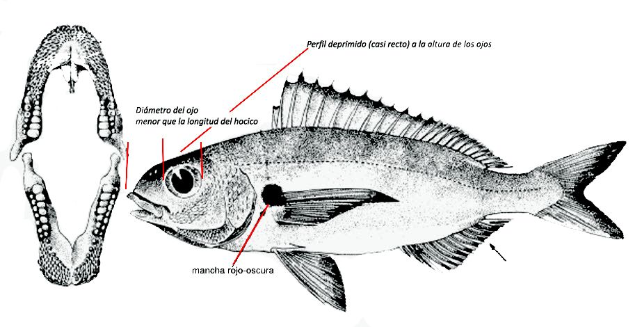Pagellus acarne_01.jpg